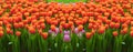 Fresh and nature a group of colorful tulip blooming in the garden select focus shallow depth of field, tulip flower background