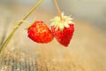 Fresh and Nature Plant with Red Berry, ripe strawberry grows in