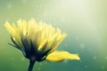 Beautiful nature macro fresh yellow cosmos flowers blooming. Royalty Free Stock Photo