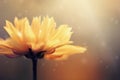 Beautiful nature macro fresh yellow cosmos flowers blooming. Royalty Free Stock Photo