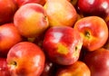 Fresh nectarines