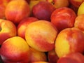 Fresh Nectarines