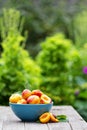 Fresh nectarines in a bowl Royalty Free Stock Photo