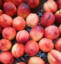 Fresh nectarines on croatian market Royalty Free Stock Photo