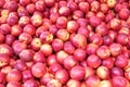 Fresh nectarines for sale Royalty Free Stock Photo