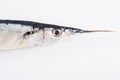 Fresh needlefish for a healthy diet