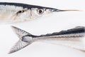 Fresh needlefish for a healthy diet