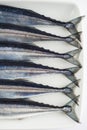 Fresh needlefish for a healthy diet