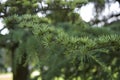 Cedrus atlantica foliage