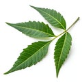 Fresh Neem Leaf Isolated on White Background Royalty Free Stock Photo