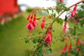 Fresh Nema Fuchsia Bell Flower at Offbeat Mountain Village Lungchok