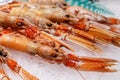 Fresh Nephrops from a market Royalty Free Stock Photo