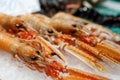 Fresh Nephrops from a market Royalty Free Stock Photo