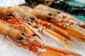 Fresh Nephrops from a market Royalty Free Stock Photo