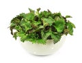 Fresh nettle Royalty Free Stock Photo