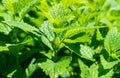 Fresh nettle leaves Medicinal plant