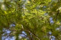 Fresh new acacia tree leaves Royalty Free Stock Photo
