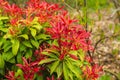 Fresh new bright red spring growth of Pieris japonica, also known as Flame of the Forest or Lilly of the Valley plant Royalty Free Stock Photo