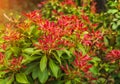 Fresh new bright red spring growth of Pieris japonica, also known as Flame of the Forest or Lilly of the Valley plant Royalty Free Stock Photo