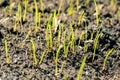 Fresh new grass growing Royalty Free Stock Photo