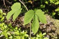 Fresh new green leaves on a sunny spring day Royalty Free Stock Photo