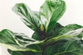 Fresh new green leaves growing from Ficus Lyrata fig tree, close up. Beautiful fiddle leaf tree leaves on sunny background. Royalty Free Stock Photo