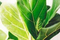 Fresh new green leaves growing from Ficus Lyrata fig tree, close up. Beautiful fiddle leaf tree leaves on sunny background. Royalty Free Stock Photo