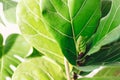 Fresh new green leaves growing from Ficus Lyrata fig tree, close up. Beautiful fiddle leaf tree leaves on sunny background. Royalty Free Stock Photo