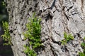 Fresh new green shoots on an old dry tree trunk Royalty Free Stock Photo