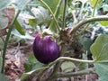 A fresh new hybrid brinjal grown on the kitchen garden.