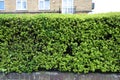 Fresh new leaf spring bushes after pruning in hedge Royalty Free Stock Photo