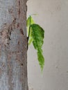Fresh new leaves growing out of the trunk of a tree. Royalty Free Stock Photo