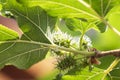 Fresh new mulberry on the trees in the garden Royalty Free Stock Photo