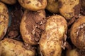 Fresh new organic potatoes covered in soil, food market display Royalty Free Stock Photo