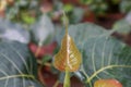 Fresh new peepal tree leaf in Indian. Small Orange red leaf Royalty Free Stock Photo