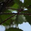 Fresh New Virginia Victoria Creeper Leaves Macro Closeup, Early Summer Rain Raindrops, Wet Rainy Day Copy Space Background, Large Royalty Free Stock Photo