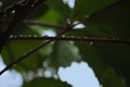 Fresh New Virginia Victoria Creeper Leaves Macro Closeup, Early Summer Rain Raindrops, Wet Rainy Day Copy Space Background, Large Royalty Free Stock Photo