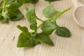 Fresh New Zealand spinach leaves