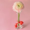 Fresh nice spring flower ranunculus or buttercup in the glass vase with a red ribbon on the pink background closeup, isolated.