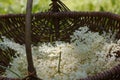 Fresh nigra sambucus, Black Elder Flowers in a old wooden basket.