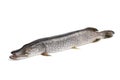 Fresh Northern pike fish Royalty Free Stock Photo