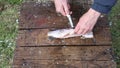 Fresh northern pike fish gutting and cutting for cooking.