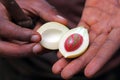 Fresh nutmeg fruit on the hand of a man