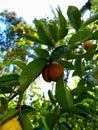 Fresh nutmeg fruit opens naturally on the tree Royalty Free Stock Photo