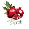 Fresh, nutritious, tasty garnet. Vector illustration.
