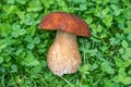 Fresh oak mushroom on the grass. Delicious oak mushroom ready to be cook. Boletus Reticulatus mushroom.