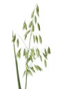 Fresh oat plant Royalty Free Stock Photo