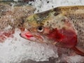 Fresh Ocean Trout, Sydney Fish Markets, Australia