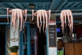 Fresh Octopi Drying Royalty Free Stock Photo