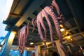 Fresh Octopi Drying Royalty Free Stock Photo